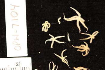 Media type: image;   Invertebrate Zoology OPH-7104